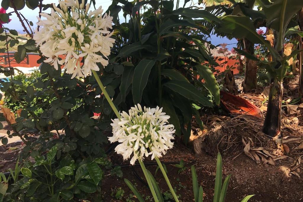 Finca La Romera Ла Оротава Екстериор снимка
